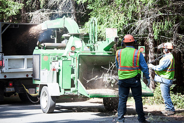 How Our Tree Care Process Works  in  Shelbyville, TN